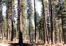 Picture of a shaded fuel break in timber